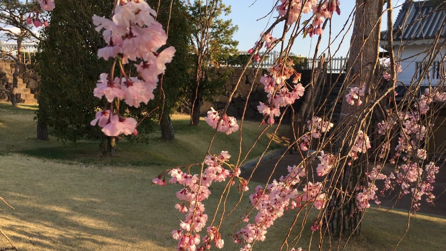 Japan's season and cherry blossoms