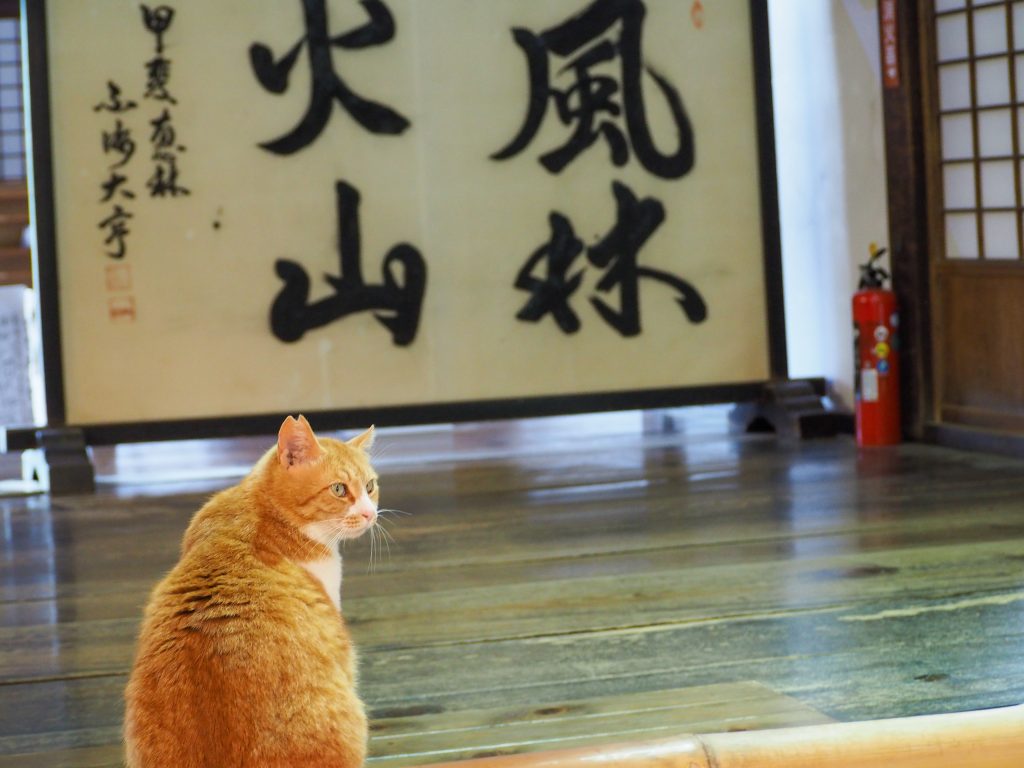 Cat at Erinji Temple