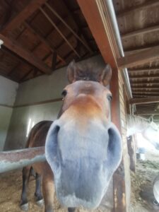 A horse from Barikiya leans close to the camera. Barikiya is where the iCLA student conducted her internship in Japan.