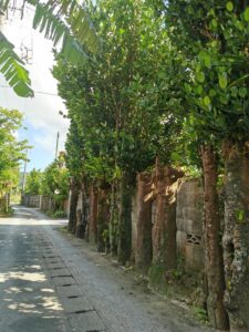 A beautiful sunny and tree lined street in Yanbaru, Okinawa, where iCLA student conducted her internship in Japan.