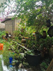 Bonsai trees line a shelf in the outdoors in Yanbaru, Okinawa. Everything is green, thriving, and moist with rain water.