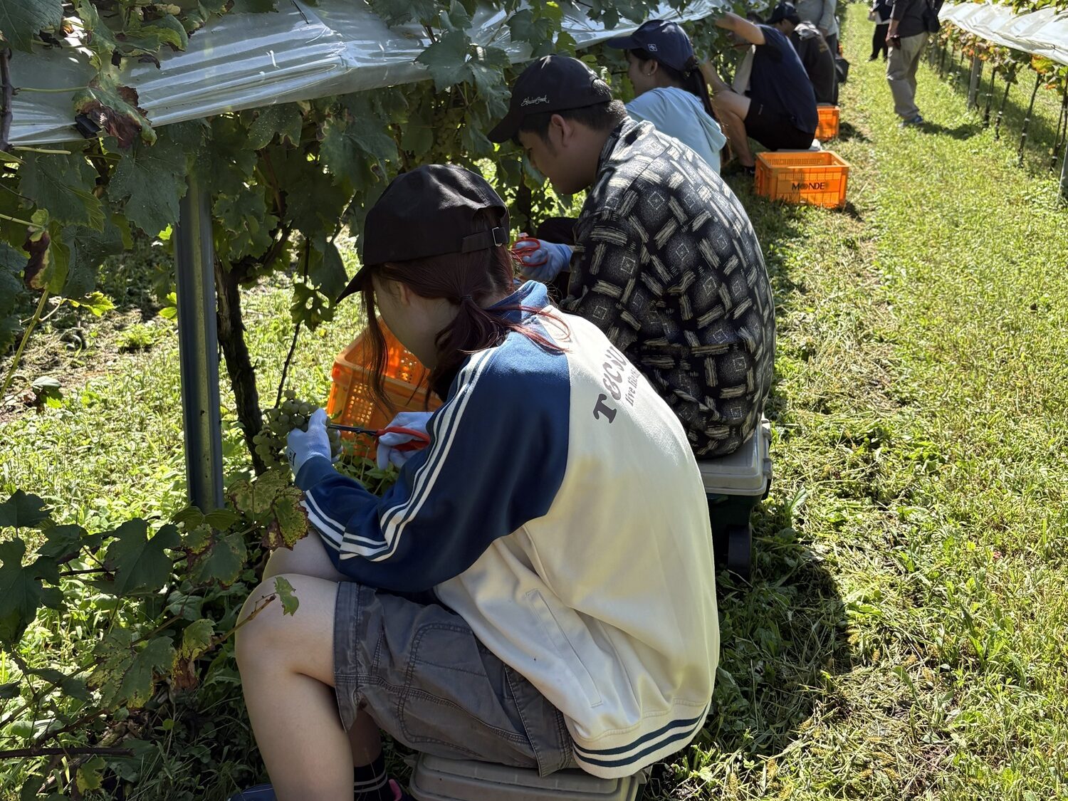 iCLA students are harvesting grapes along the vine, carefully cutting off any damaged parts.