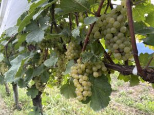 Bunches of Shinano Riesling grapes used to make Yamanashi wine are on a vine.